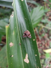 Ricania speculum