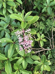 Medinilla formosana