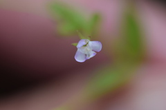 Lindernia procumbens