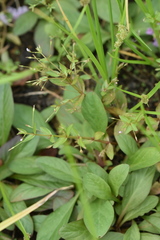 Lindernia procumbens