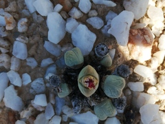 Argyroderma