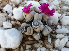 Argyroderma