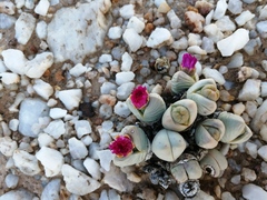 Argyroderma