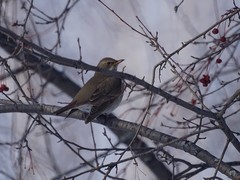 Turdus atrogularis