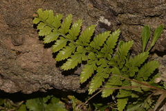 Asplenium difforme