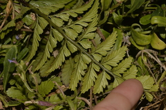 Asplenium difforme