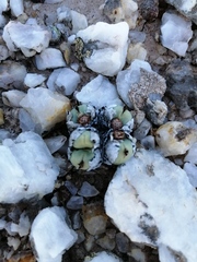 Conophytum calculus