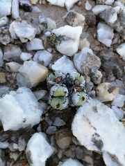 Conophytum calculus