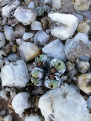 Conophytum calculus
