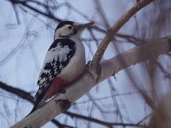 Dendrocopos leucotos