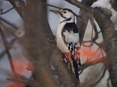 Dendrocopos leucotos