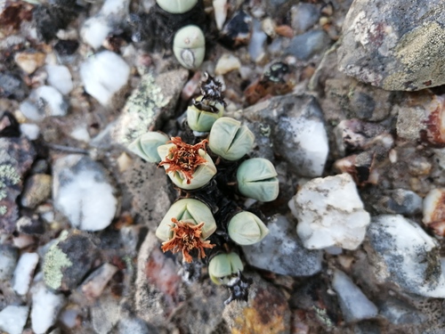 Antimima dualis