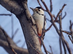 Dendrocopos leucotos