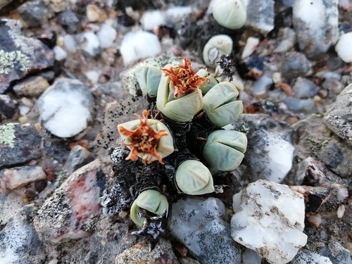 Antimima dualis