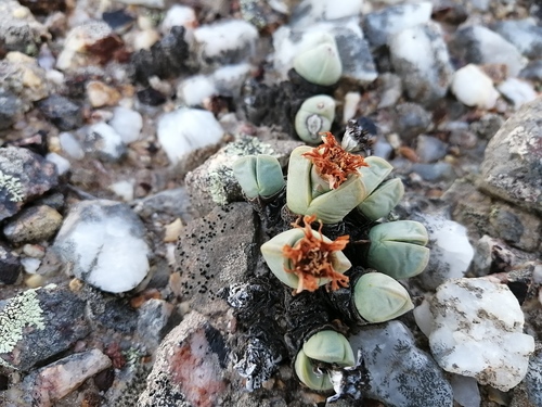 Antimima dualis