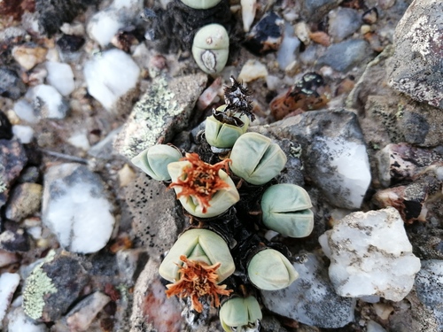 Antimima dualis