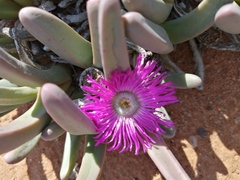 Argyroderma fissum