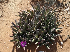 Argyroderma fissum