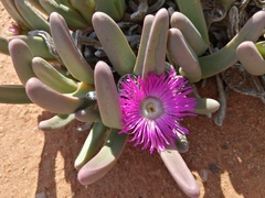 Argyroderma fissum
