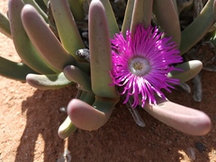 Argyroderma fissum