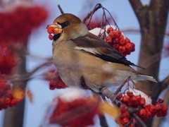 Coccothraustes coccothraustes