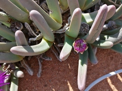 Argyroderma fissum