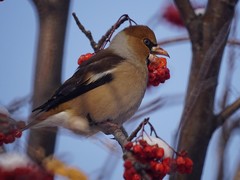 Coccothraustes coccothraustes