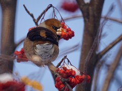 Coccothraustes coccothraustes
