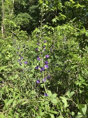 Baptisia australis aberrans