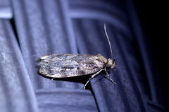 Barea exarcha