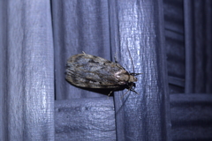 Barea exarcha