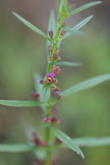 Ammannia auriculata
