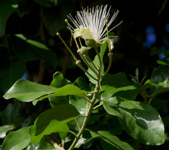 Capparis lucida