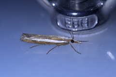 Orocrambus vittellus