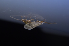 Pycnocentrodes aeris