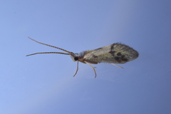 Pycnocentrodes aeris