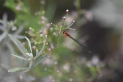 Ischnura asiatica