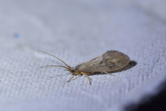 Pycnocentrodes aeris