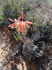 Aloe krapohliana