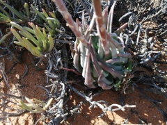 Aloe krapohliana