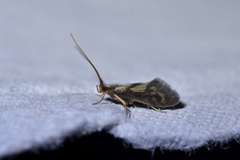 Pycnocentrodes aureolus