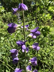 Baptisia australis aberrans