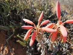 Aloe krapohliana