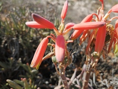 Aloe krapohliana