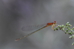 Ischnura asiatica