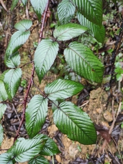 Rubus leucanthus