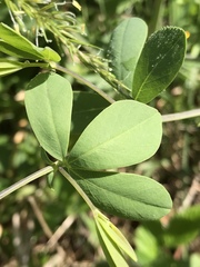 Baptisia australis aberrans