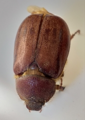 Asthenopholis subfasciata
