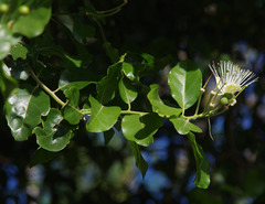 Capparis lucida