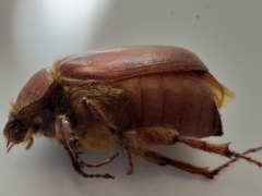 Asthenopholis subfasciata